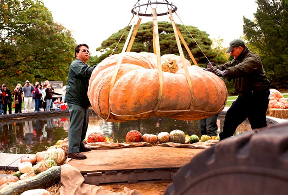 The Giant Pumpkins arrive at New York Botanical Gardens. Photo courtesy of NYBG