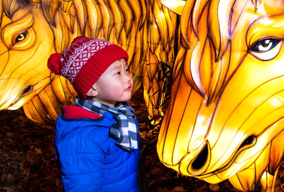 Come nose to nose with some wild-inspired lanterns at the Bronx Zoo's Holiday Lights. Photo by Julie Larsen Maher/WCS