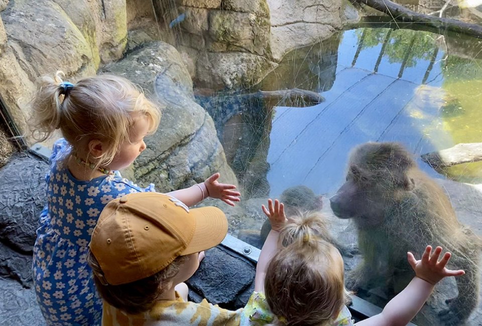 Greet the baboons, see the sea lions, and enjoy all the fun at the beloved Prospect Park Zoo, which reopened to guests after an 8-month closure.