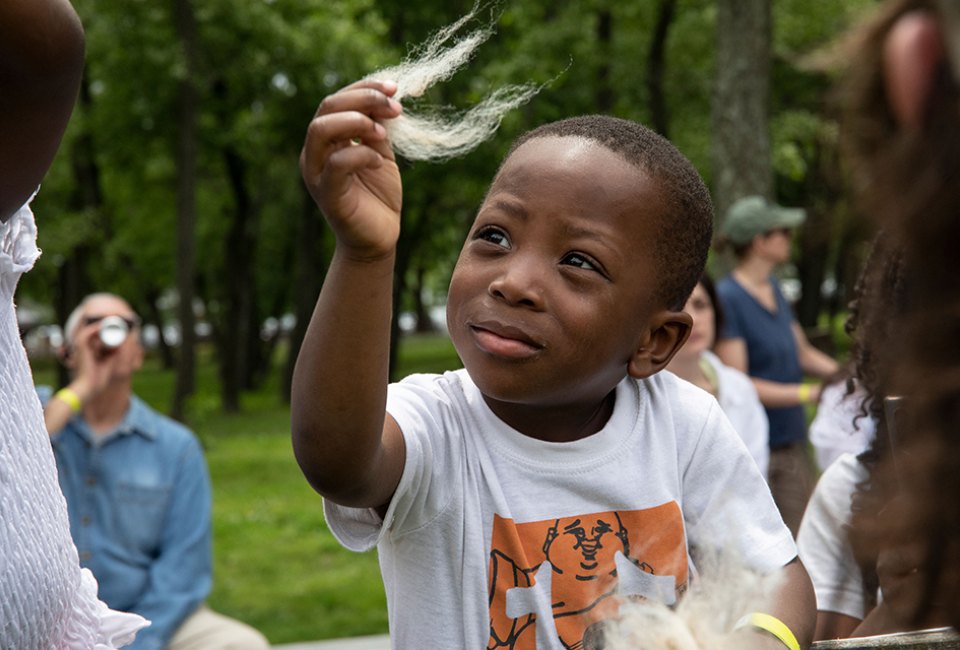 Visit the Queens County Farm Museum's Sheep Shearing Festival to see the sheep get their annual haircuts. Photo courtesy of the QCFM