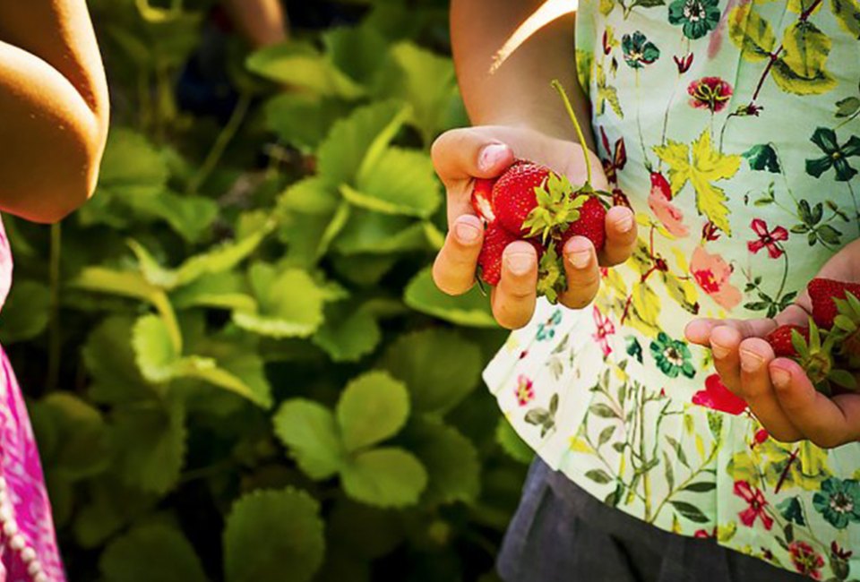 Strawberry picking at Bishop Farms makes for a sweet day trip. 