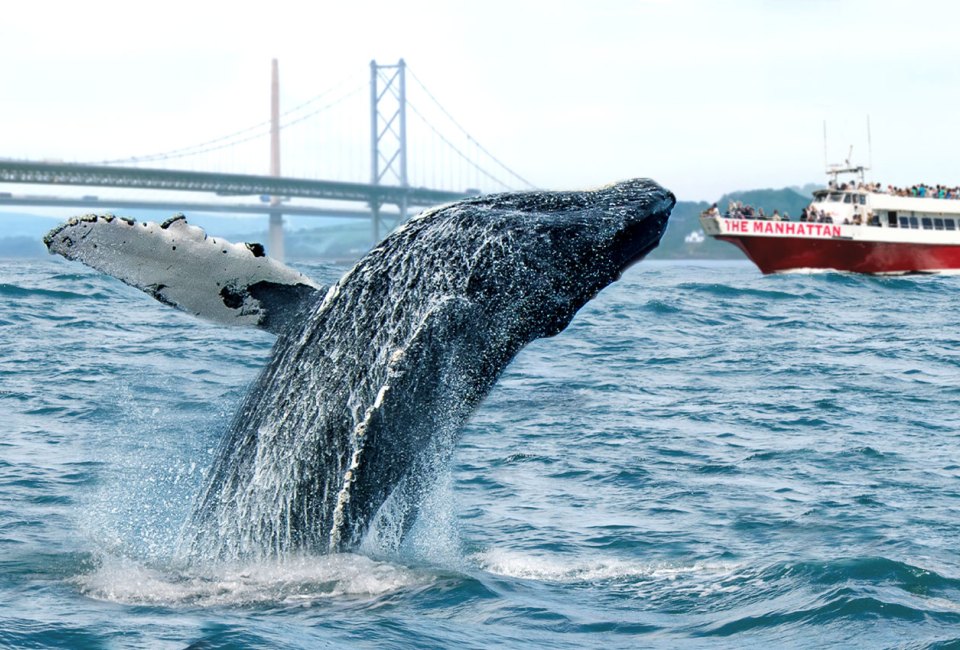 Join the Whale Watching Cruise with Event Cruises NYC, to witness whales breaching the surface of the water just outside city limits.