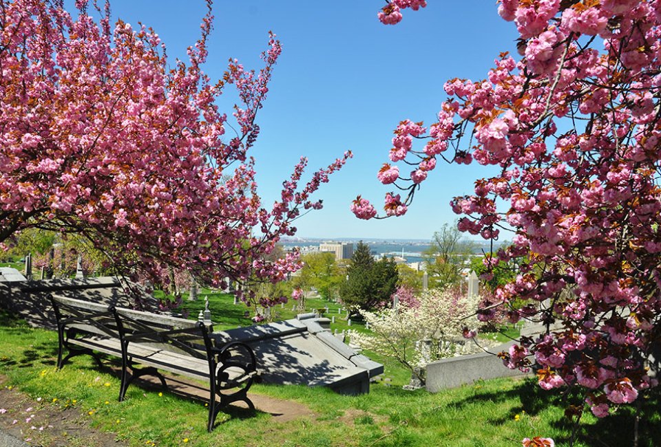 Cherry blossoms in NYC: Green-Wood Cemetery Where to see Cherry Blossom in NYC