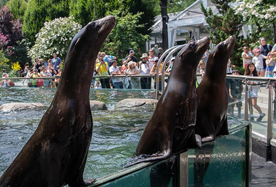 It's always exciting to see the sea lion feeding at Central Park Zoo! Photo by Julie Larsen Maher/WCS