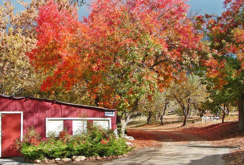 Head over to the Snow-line Orchard in Oak Glen to pick apples and see fall foliage. Photo by Don Graham/Flickr