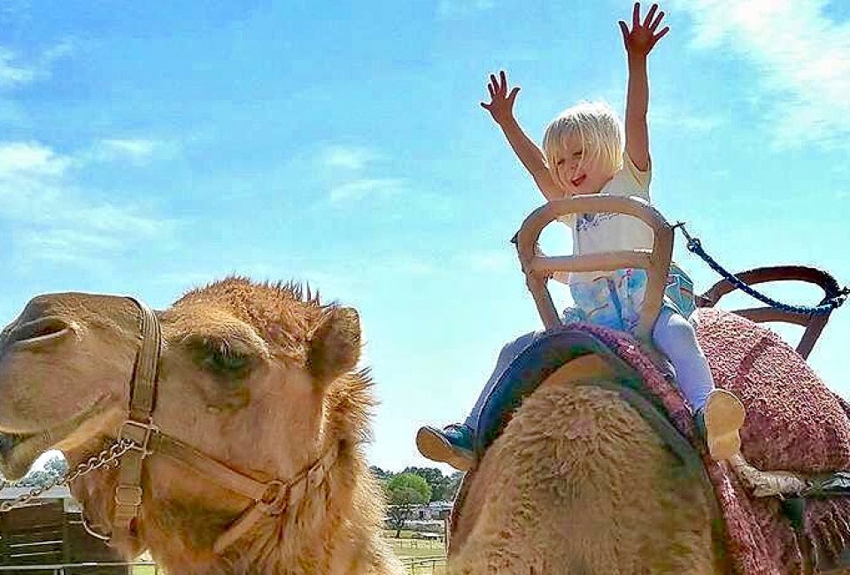 Things To Do With LA Kids Over Spring Break: Or you could ride a camel!