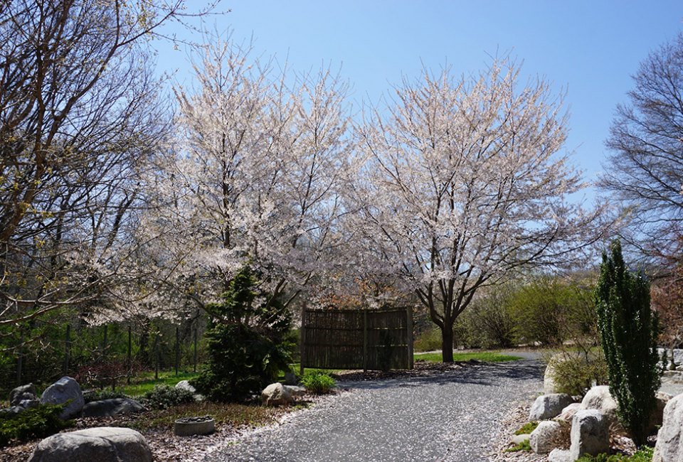The Orange County Arboretum offers tons of blooming beauties including cherry blossoms and tulips