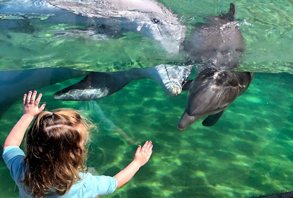 child looking at dolphins at SeaWorld