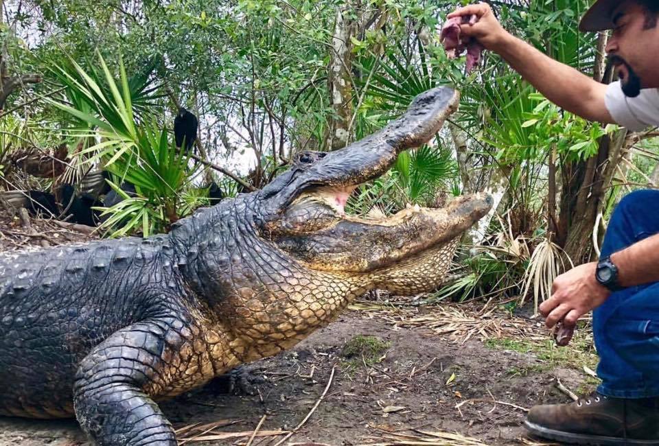 Visit Gatorland and get up close and personal with Orlando's toothiest residents. Photo courtesy of Gatorland