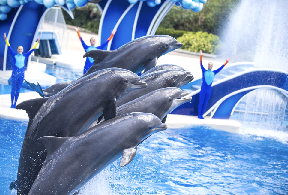 SeaWorld Orlando offers families a chance to discover the beauty and majesty of sea creatures, as well as thrilling rides, fun shows, and more!