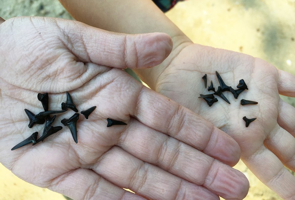 Read on to find the best shark tooth beaches in Florida! 