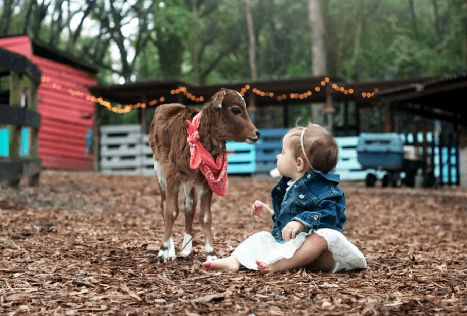 Where To Have a First Birthday Party in Orlando The farm animals at Lil' Bit of Life Farm help babies celebrate their first birthdays.