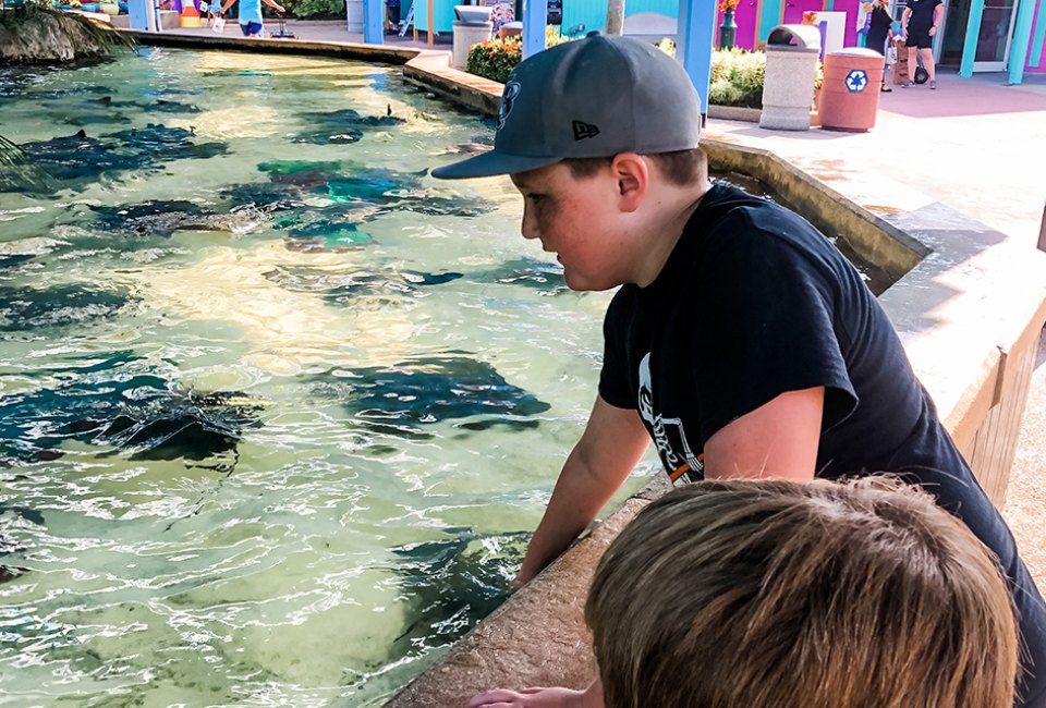 SeaWorld Orlando offers amazing hands-on experiences, like meeting these stingrays. Photo by author