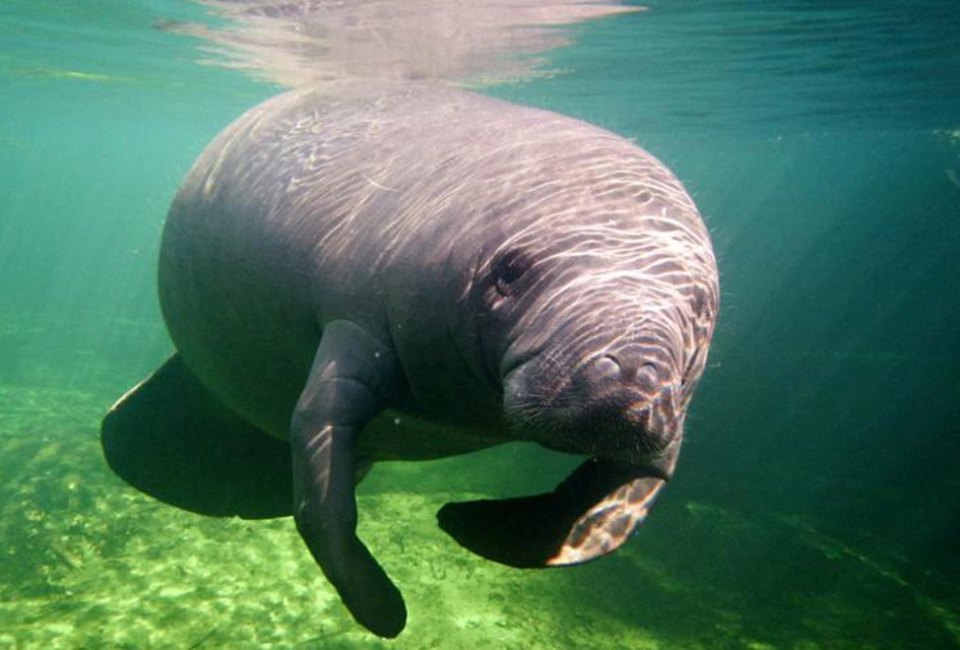 Visit the Manatees at Blue Springs State Park.