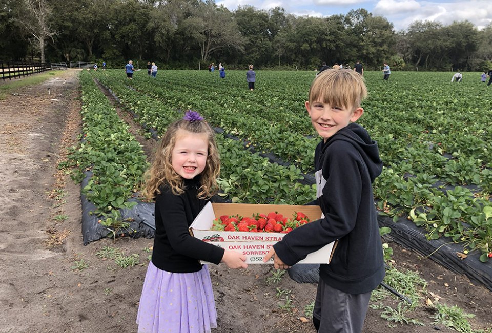 kids picking strawberries