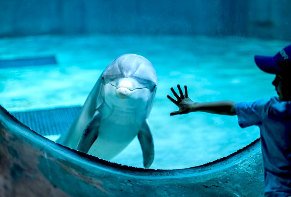 Get close and personal with the friendly dolphins of Clearwater Marine Aquarium. Photo courtesy of aquarium