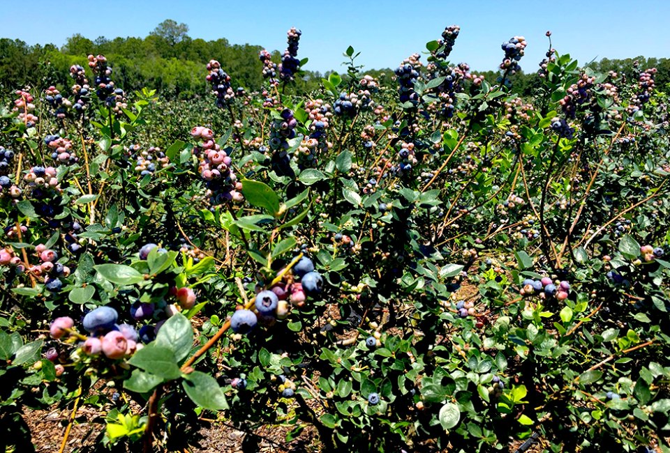 Gorgeous blueberries are available for picking at Blueberry Hill Farm. Photo courtesy of the farm