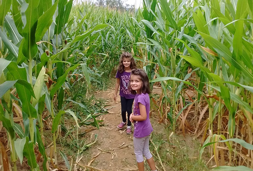 Two girls inside the Ort Farms corn maze