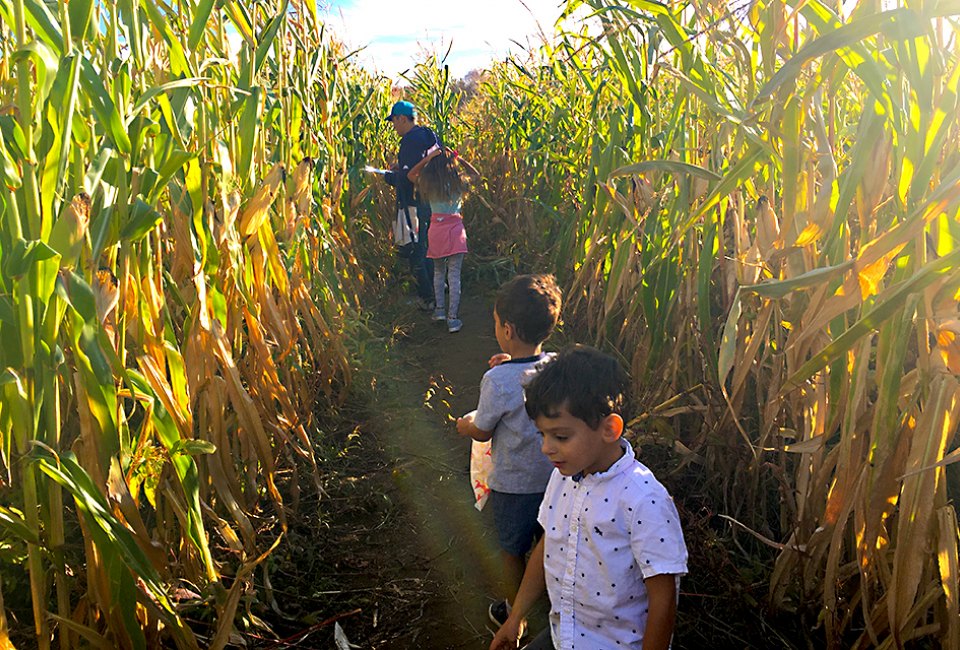 Look for clues as you make your way through the corn maze at Outhouse Orchards. Photo by Sara M. 