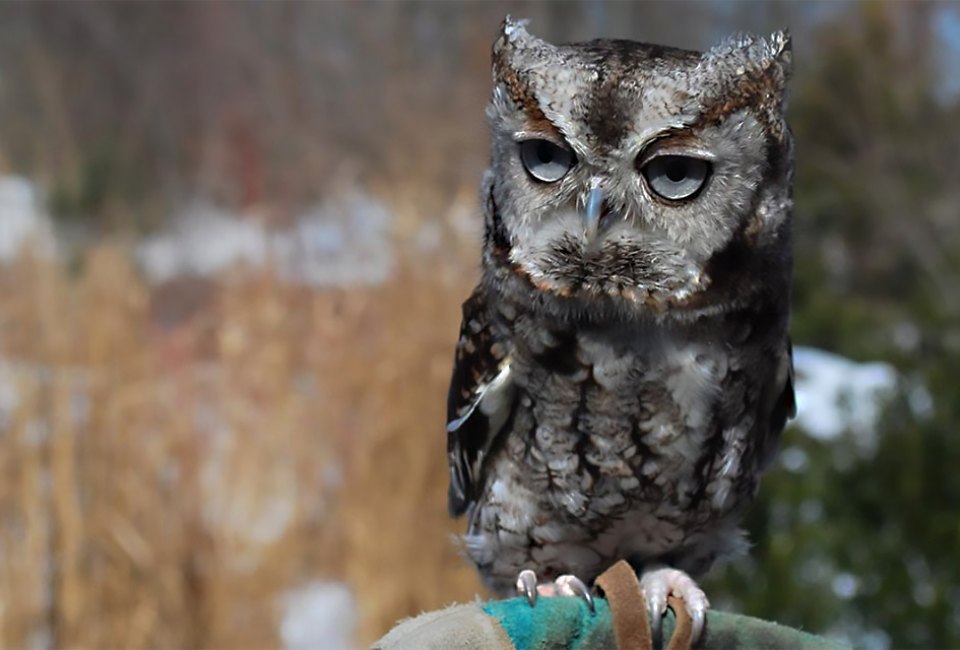 Get to know the resident owls at the Greenburgh Nature Center on Saturday. Photo courtesy of the center