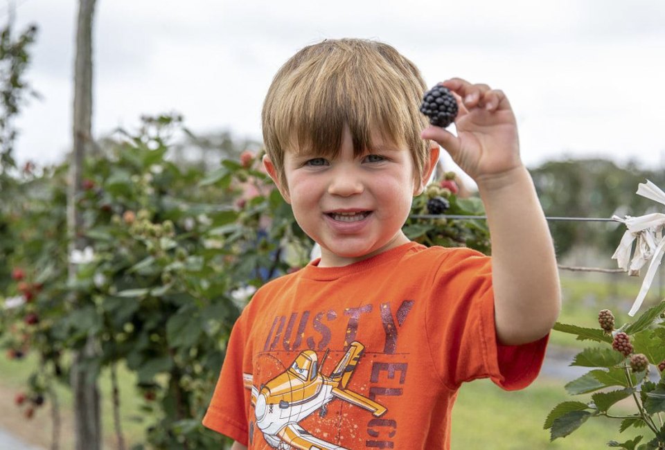 There are lots of farms offering berry picking near Houston. Photo courtesy of P6 Farms, Facebook