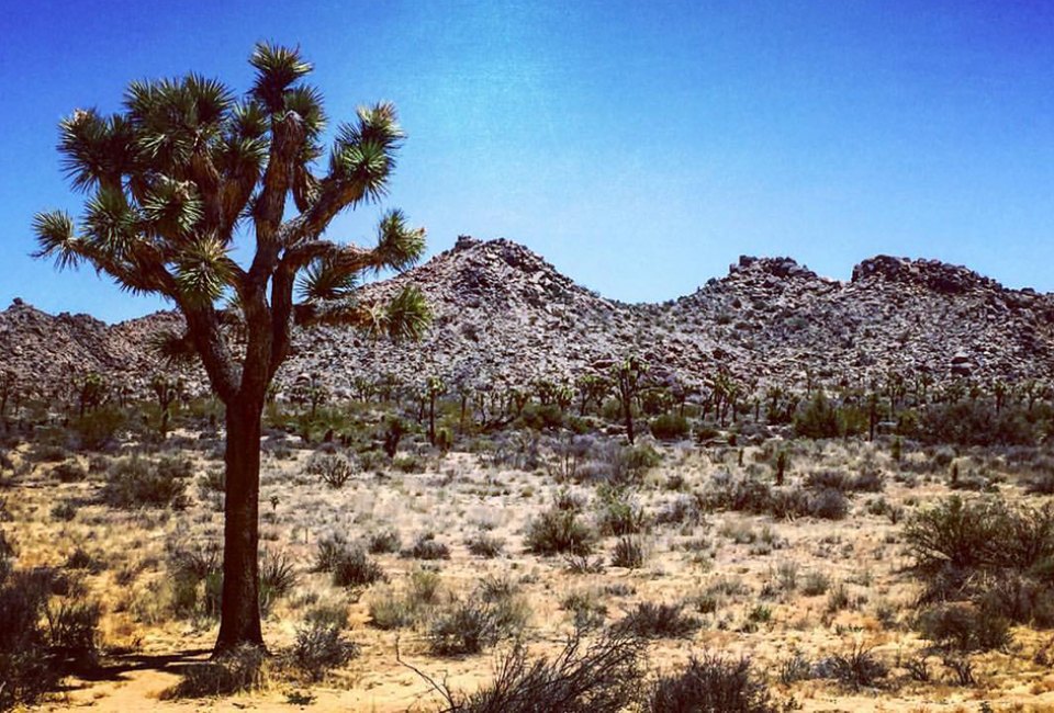 The awe-inspiring  Joshua Tree National Park is a just trip from Palm Springs. Photo by Susan Dibblee Blender