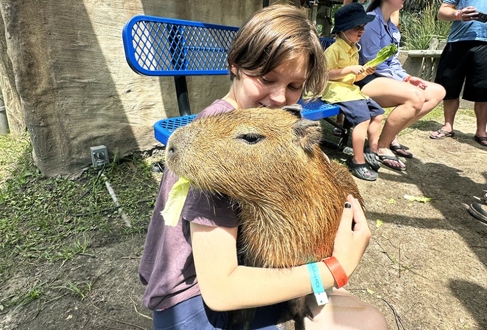 Cuddle a capybara at the ZooWorld Zoological Park. 