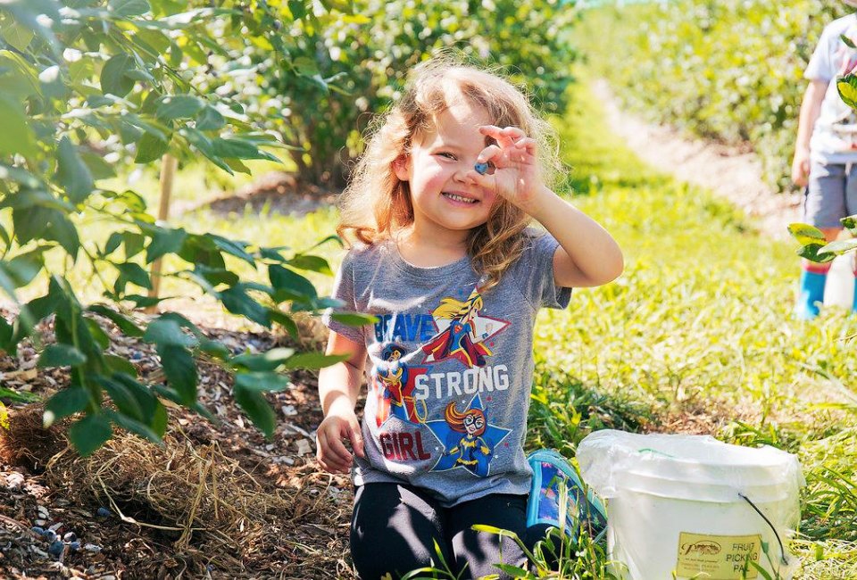 Nothing says summer like blueberry picking! Photo courtesy of Parlee Farms