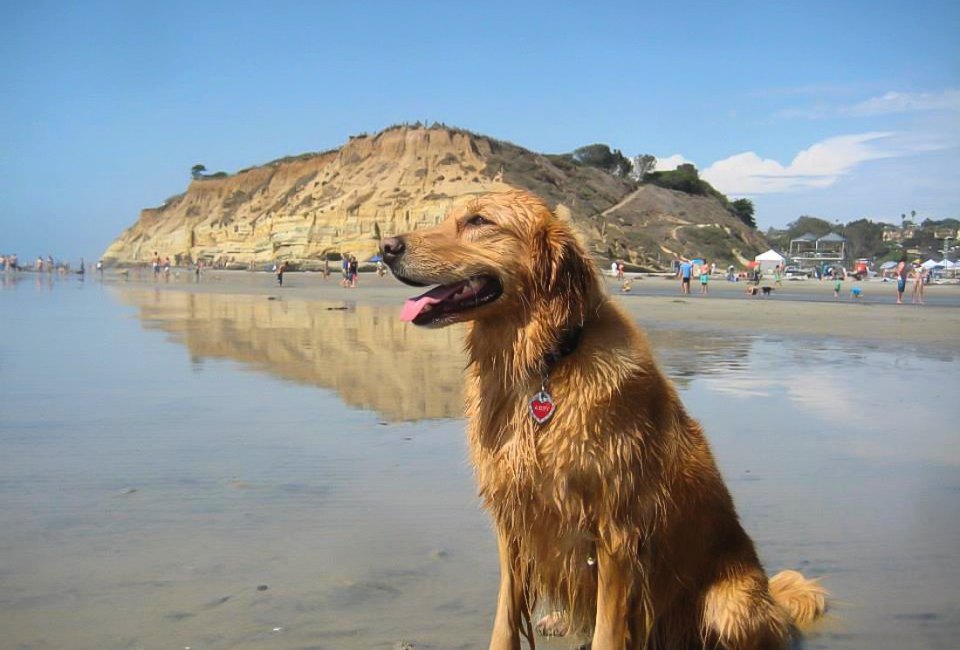 Abby the Dog at Delmar Beach; you can bring your adorable pup, too! Photo by Katie B. courtesy of delmar.ca.us