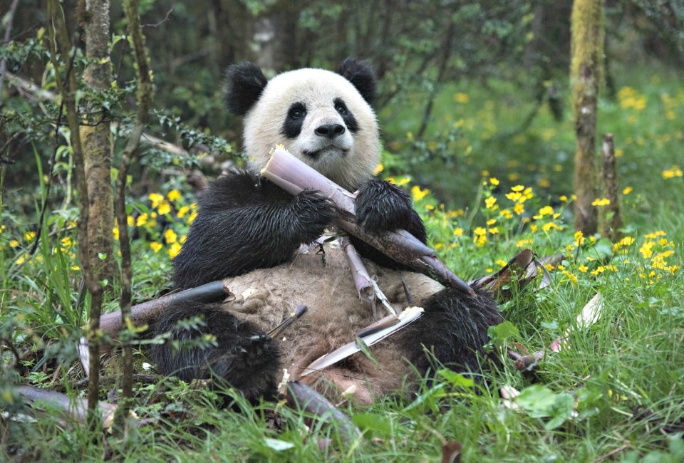 A giant panda named Qian Qian eats bamboo at her home in the Liziping Nature Reserve in the new IMAX® film, “Pandas”. Photo by Drew Fellman courtesy of Warner Bros. Entertainment Inc.