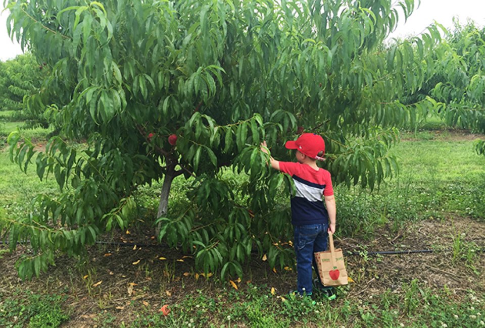 Boy picks peaches at Terhune Orchards on a NJ summer day trip
