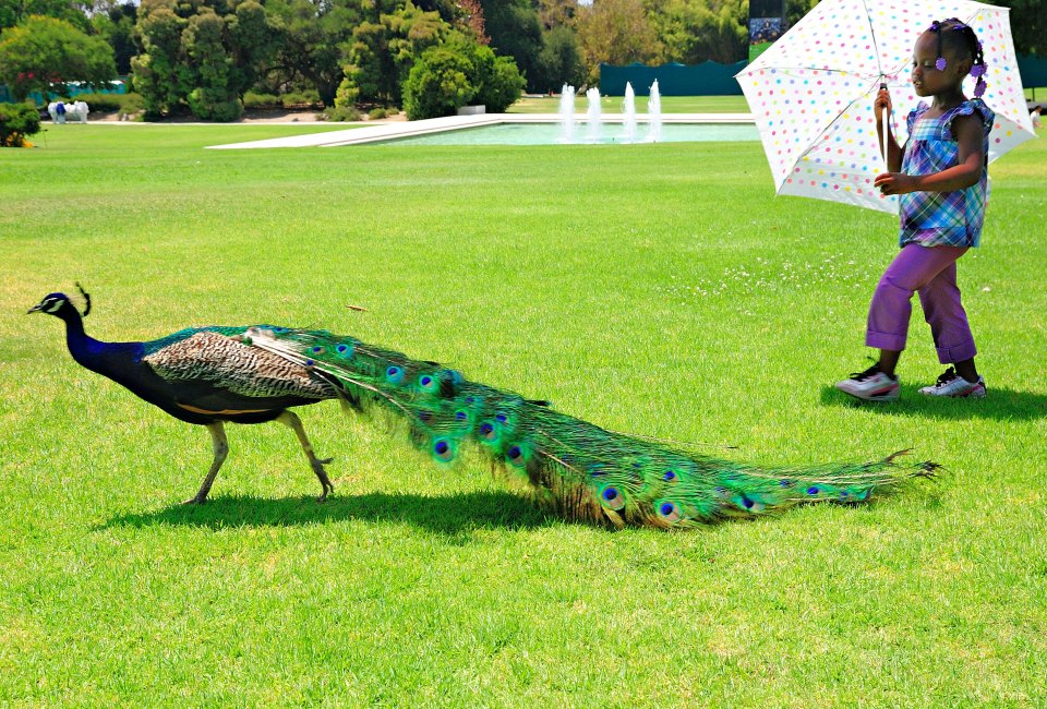 Peacock Day at the Los Angeles County Arboretum & Botanic Garden.  Photo by Ming-yen Hsu/Flickr/CC BY 2.0