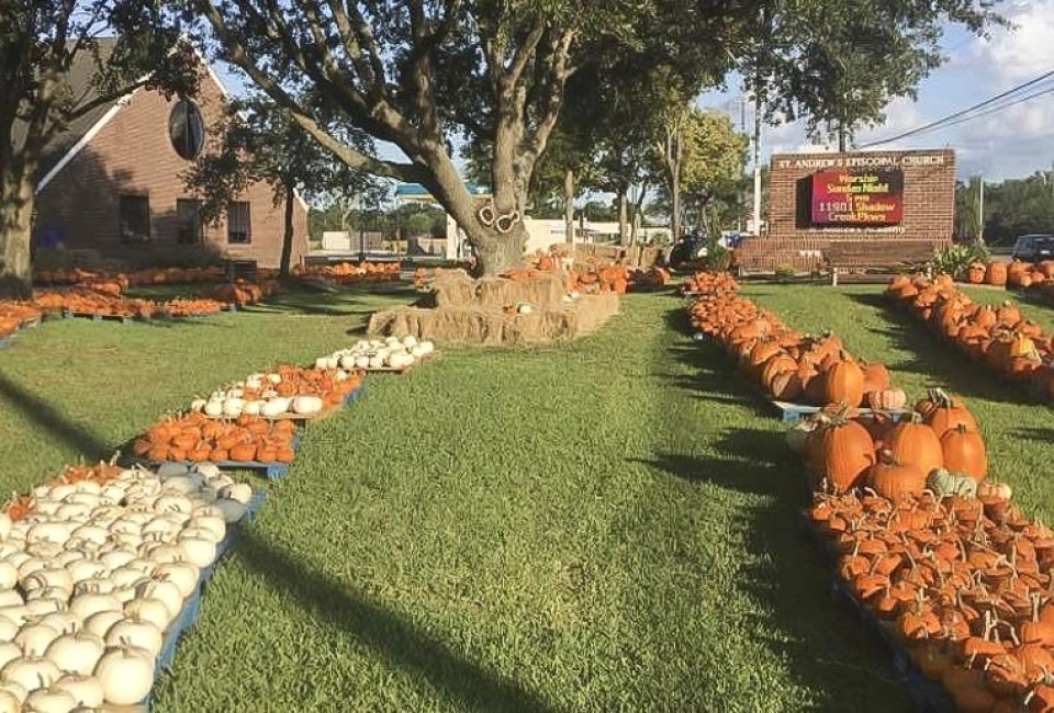 Pumpkin Patches Near Houston