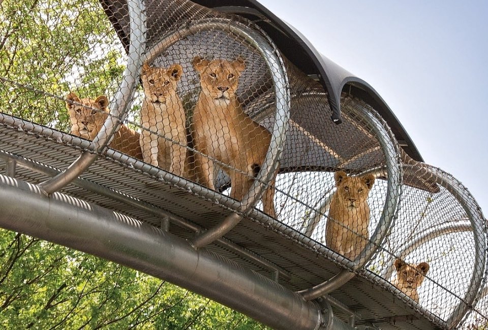 Catch the lions at the reopened Philadelphia Zoo. Photo courtesy the zoo