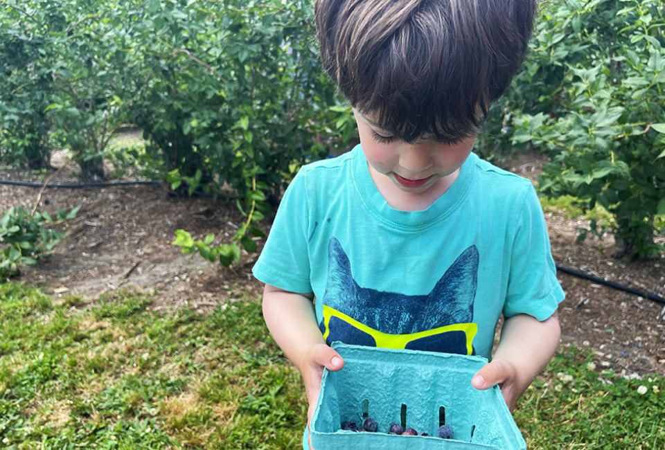 The blueberry bushes are ready at Johnson's Corner Farm. Photo by Liz Baill @creativishmom