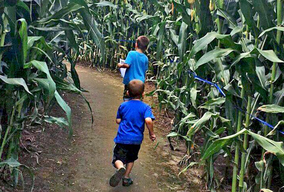Cherry Crest Adventure Farm's corn maze in Ronks was voted tops in the nation. Photo courtesy of the farm