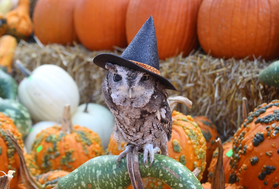 Gather your ghosts and goblins and head to Boo at the Zoo. Photo courtesy of the Elmwood Zoo
