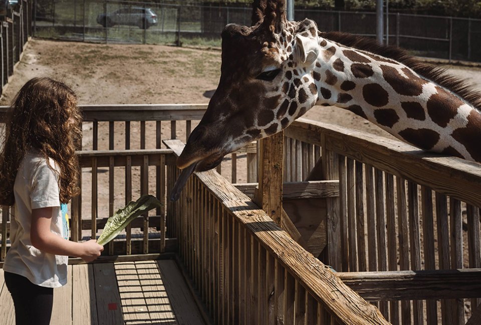 Elmwood Park Zoo's Zoo Snooze is an outdoor overnight adventures feature a campfire and giraffe feeding. Photo by Apiary Photography 