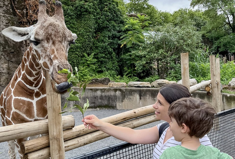 Feed these gentle creatures at the Giraffe Encounter at the Philadelphia Zoo. Photo by Liz Baill