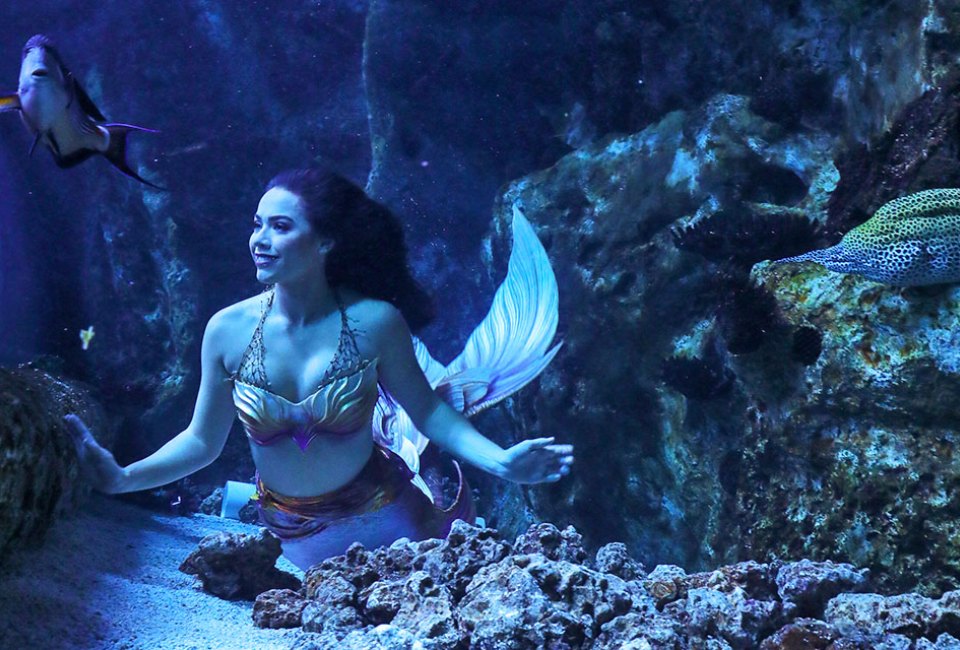 Visit the real-life mermaids at the Adventure Aquarium. Photo courtesy of the aquarium