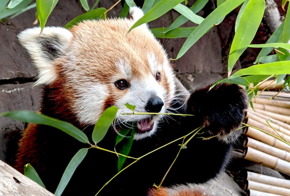 Visit some of the cutest residents, the red pandas, at the Philadelphia Zoo. Photo courtesy of the zoo