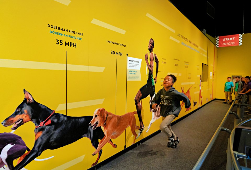 Can you run faster than a dog? Photo by Leroy Hamilton/California Science Center
