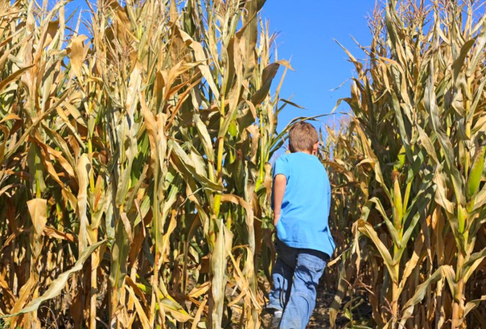 Get lost–and find family fun with the best corn mazes near Boston!