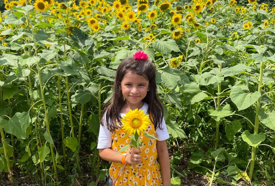 Pick the perfect sunflower at Great Country Farms. Photo by Maryam Shahid for Great Country Farms 