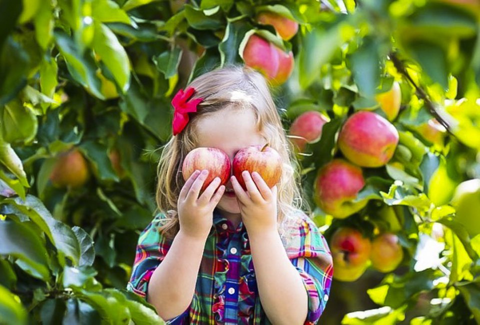 Just about an hour from Chicago, kids can pick apples at Apple Holler from mid-August to November.