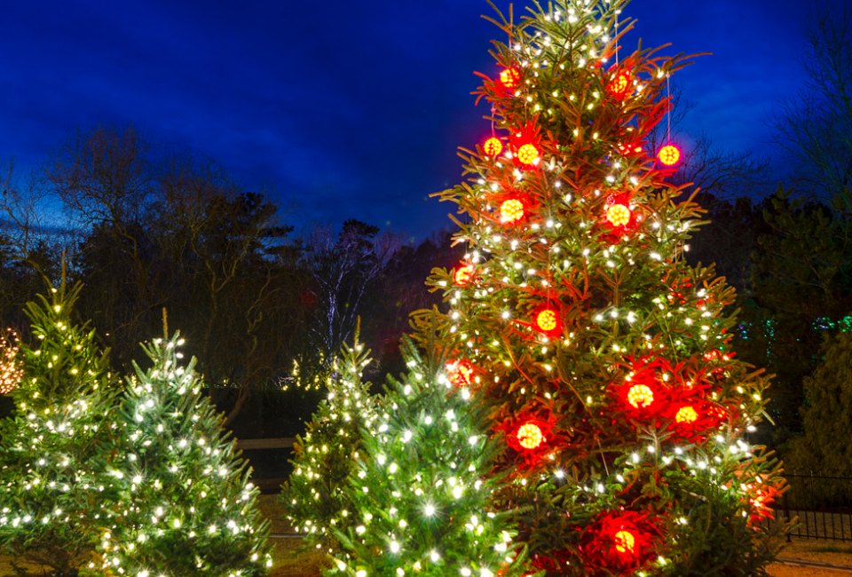 Pick your own tree this year at one of these Christmas tree farms near Houston. Photo by Bauhaus 1000 via Canva
