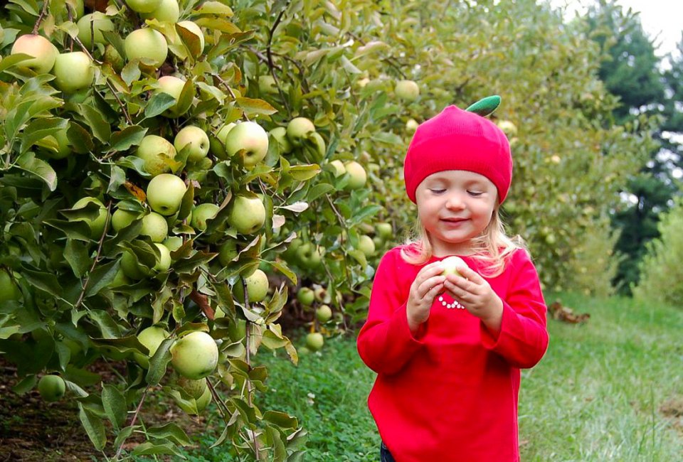 Kids of all ages enjoy apple picking and chomping on an apple right off the tree. Photo courtesy of Butler's Orchard
