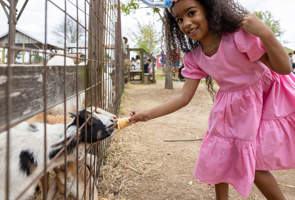 One of our favorite petting zoos near Houston. Photo courtesy of Dewberry Farm