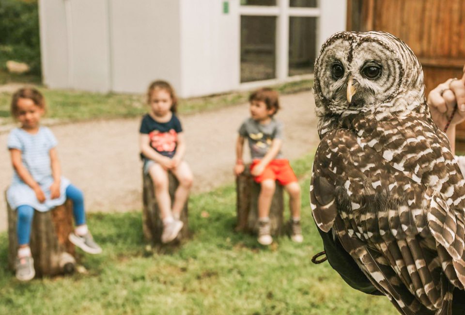 Photo of children and owl at Earthplace-Visitng CT with kids