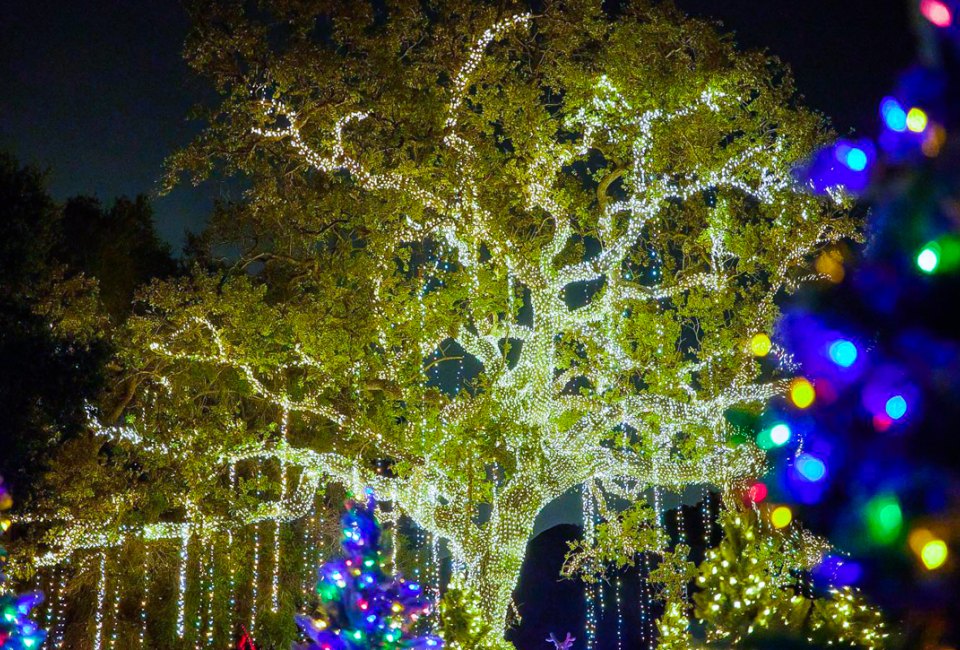 Holiday Road is a dazzling walk-thru immersive holiday lights experience. Photo courtesy of Holiday Road
